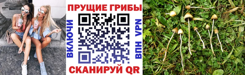 Псилоцибиновые грибы GOLDEN TEACHER  Кировск 